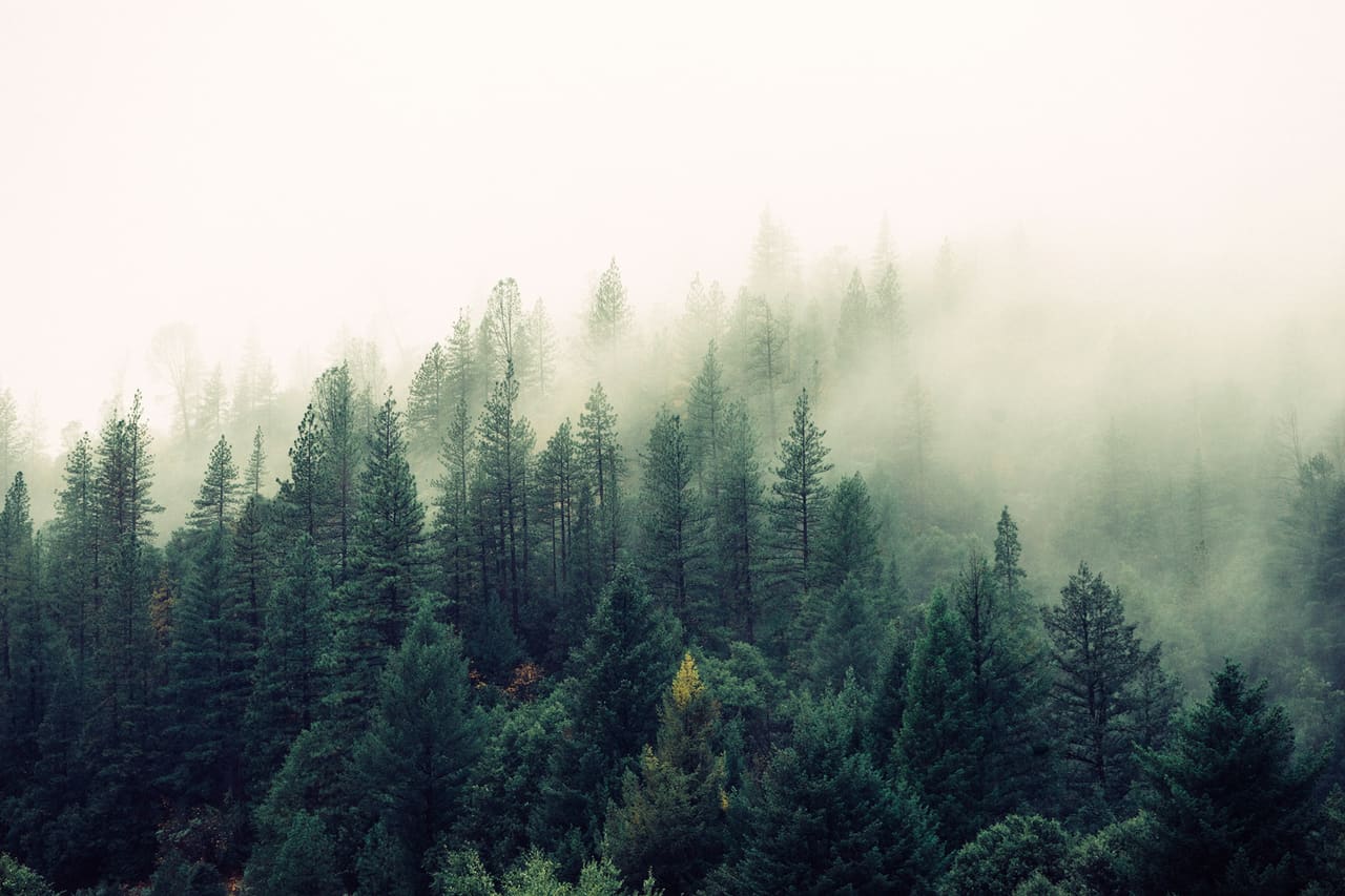 Nebel über einem Tannenwald