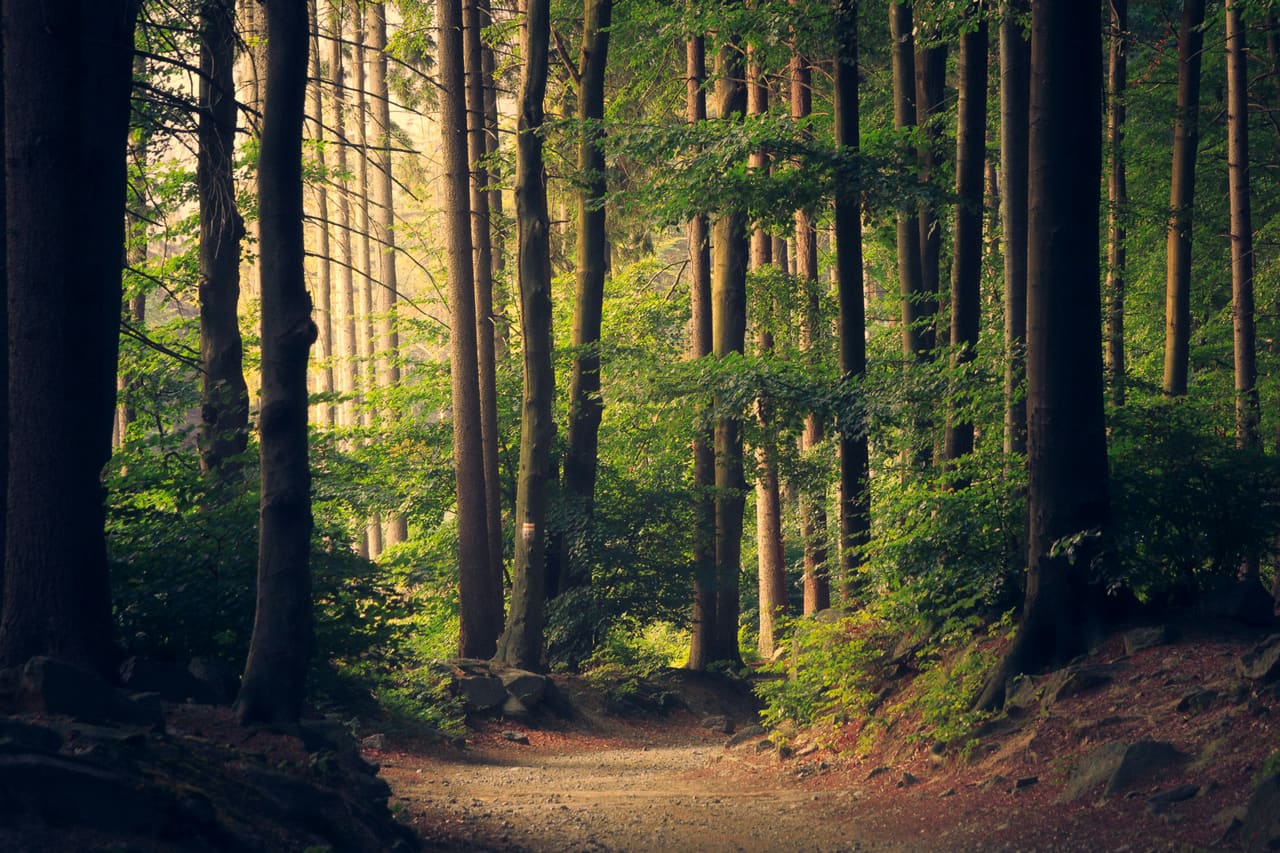 Sonnenlicht auf einem Waldweg zwischen hohen Bäumen